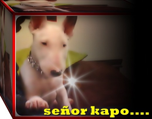 señor kapo con sus primeros 3 meses